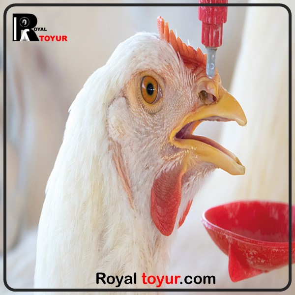 سیستم آبخوری مرغداری های گوشتی 